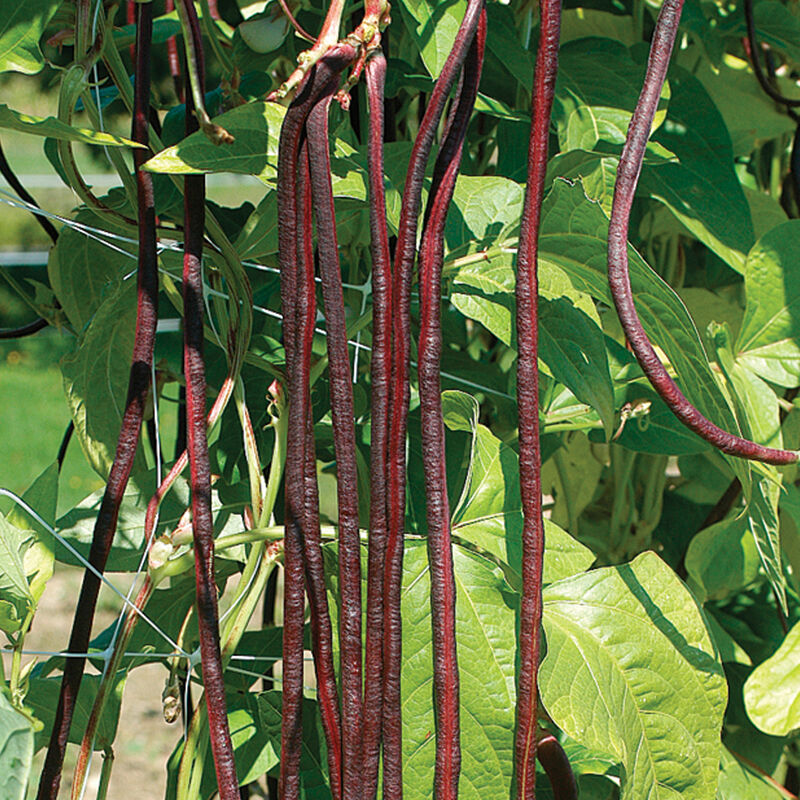 Red Noodle Bean Seeds online shopping