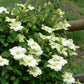 Guernsey Cream Clematis Vine