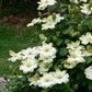 Guernsey Cream Clematis Vine