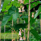 Sunset Runner Bean Seeds online shopping