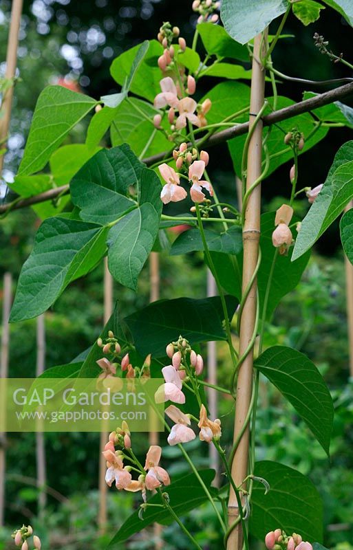 Sunset Runner Bean Seeds online shopping