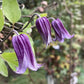 Integrifolia Rooguchi Clematis Vine