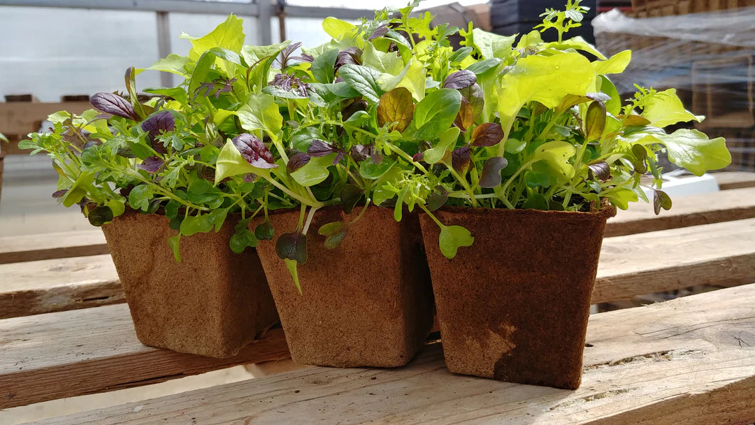 CowPot Plantable #3 Big Six Cell Seeding Tray