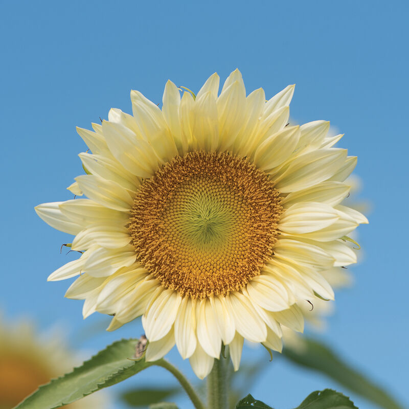ProCut White Lite F1 Sunflower Seeds online shopping