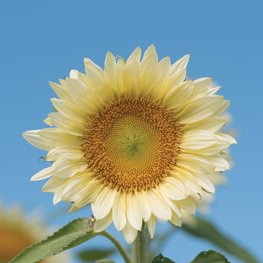 ProCut White Lite F1 Sunflower Seeds online shopping