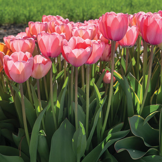Pink Impression Tulip Bulbs