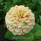 Peppermint Stick Zinnia Seeds online shopping