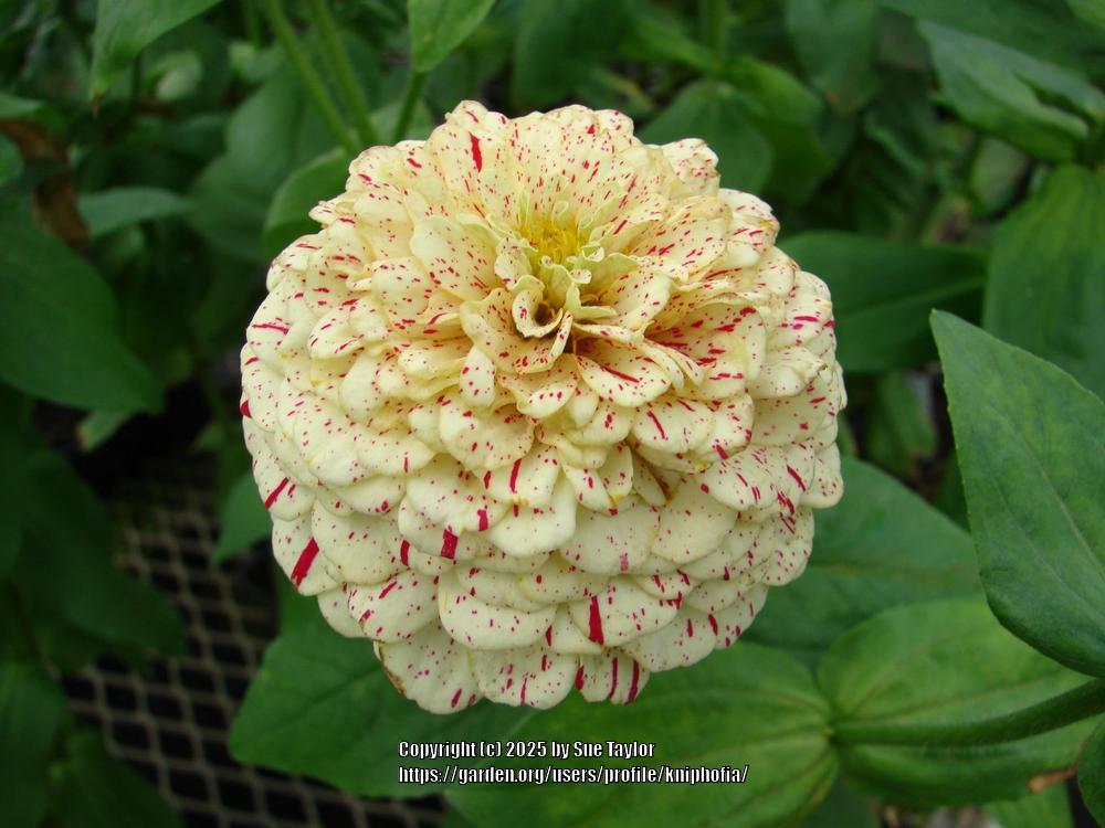 Peppermint Stick Zinnia Seeds online shopping