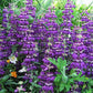 Chinese Houses Collinsia Seeds online shopping