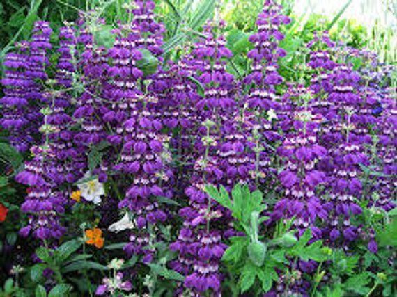 Chinese Houses Collinsia Seeds online shopping