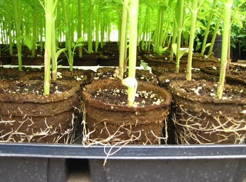 CowPot #3 Round Plantable Pot