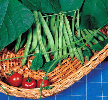 Derby Bush Bean Seeds online shopping