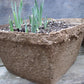 CowPot #12 Square Plantable Pot