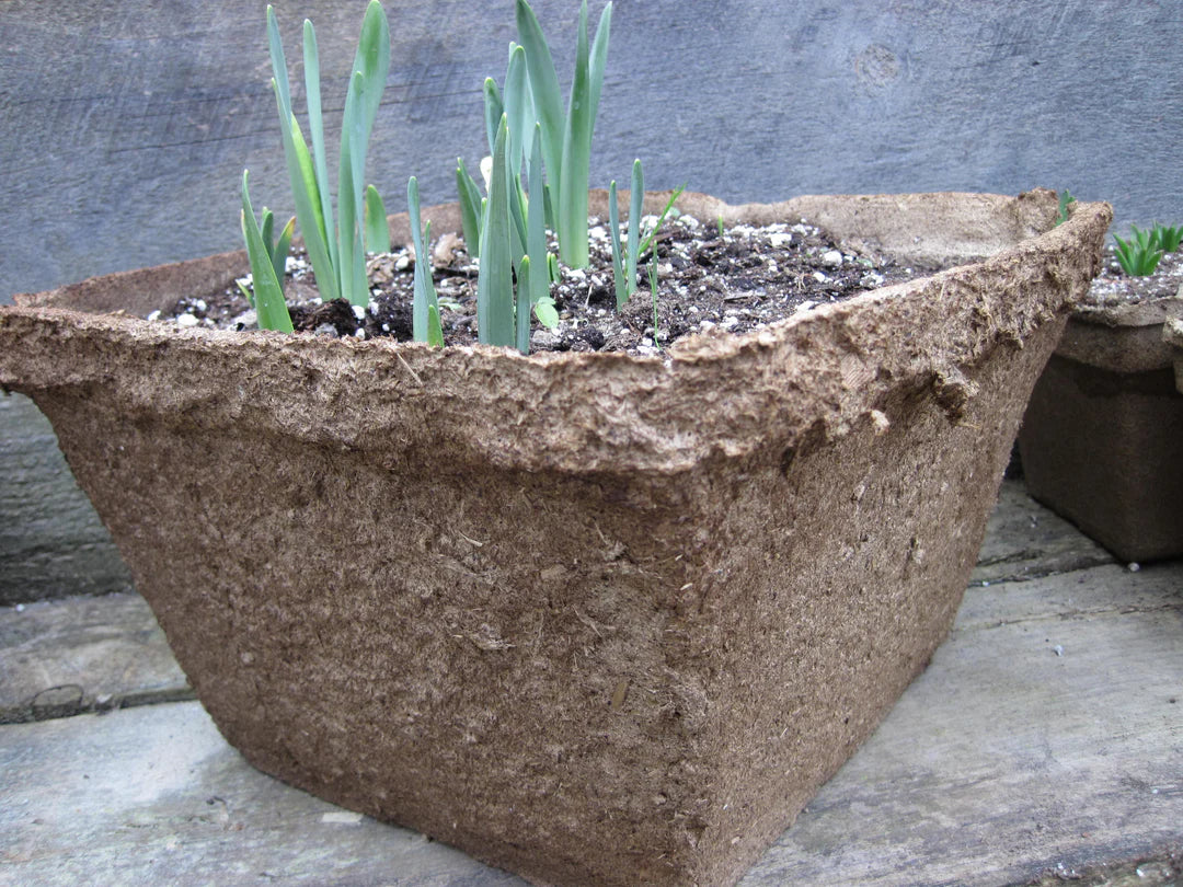 CowPot #12 Square Plantable Pot