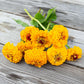 Oklahoma Yellow Zinnia Seeds online shopping