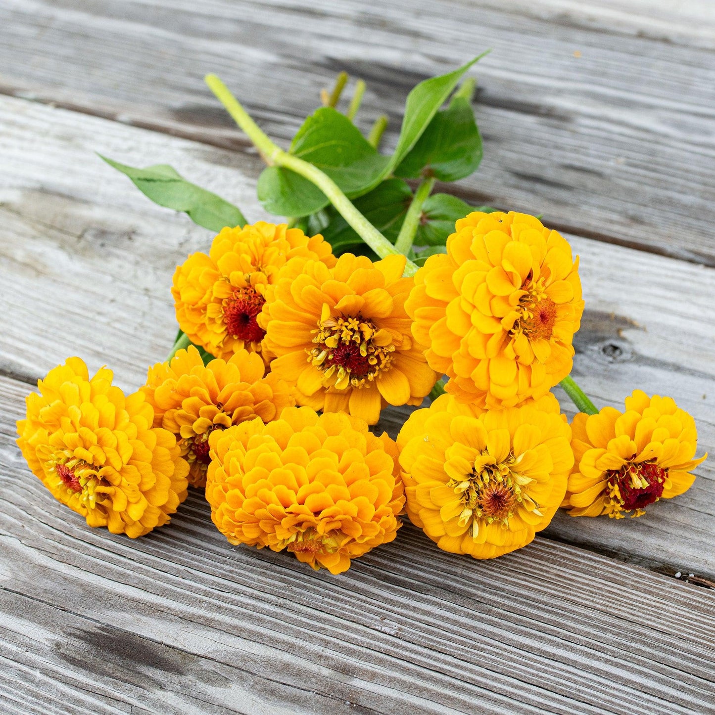 Oklahoma Yellow Zinnia Seeds online shopping