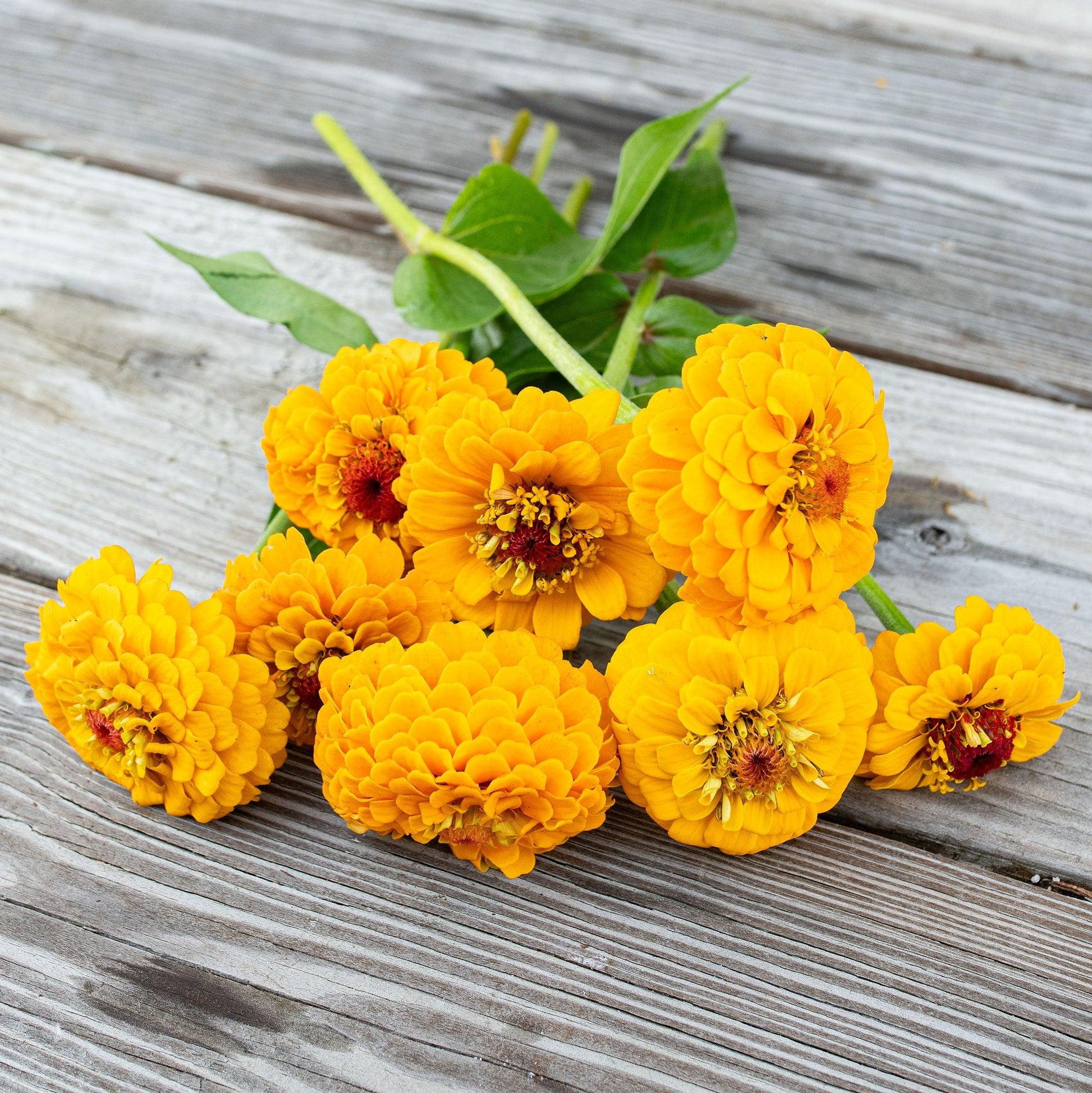 Oklahoma Yellow Zinnia Seeds online shopping