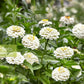 Oklahoma Ivory Zinnia Seeds online shopping