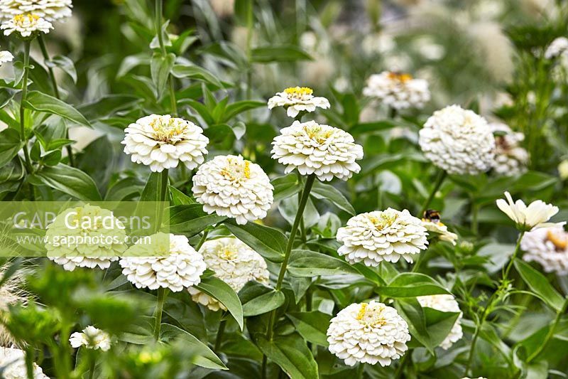 Oklahoma Ivory Zinnia Seeds online shopping