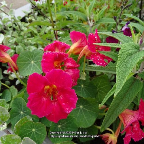 Baby Rose Nasturtium Seeds online shopping