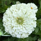 Polar Bear Zinnia Seeds online shopping
