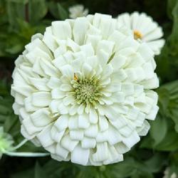 Polar Bear Zinnia Seeds online shopping
