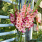 Apricot Bubble Gum Gladiolus Corms