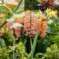 Gipsy Queen Hyacinth Bulbs
