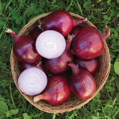 Red Carpet Onion