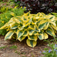 Autumn Frost Hosta Plant