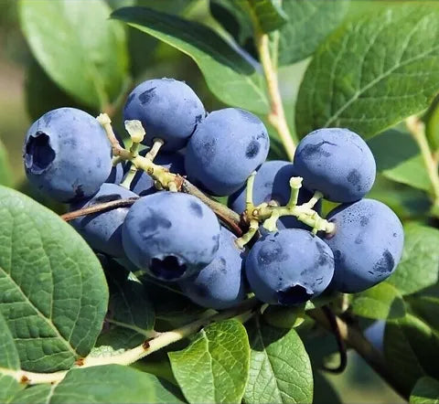 Vaccinium corymbosum ‘Bluecrop’ Highbush Blueberry Plant