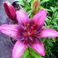 Purple Dream Asiatic Lily