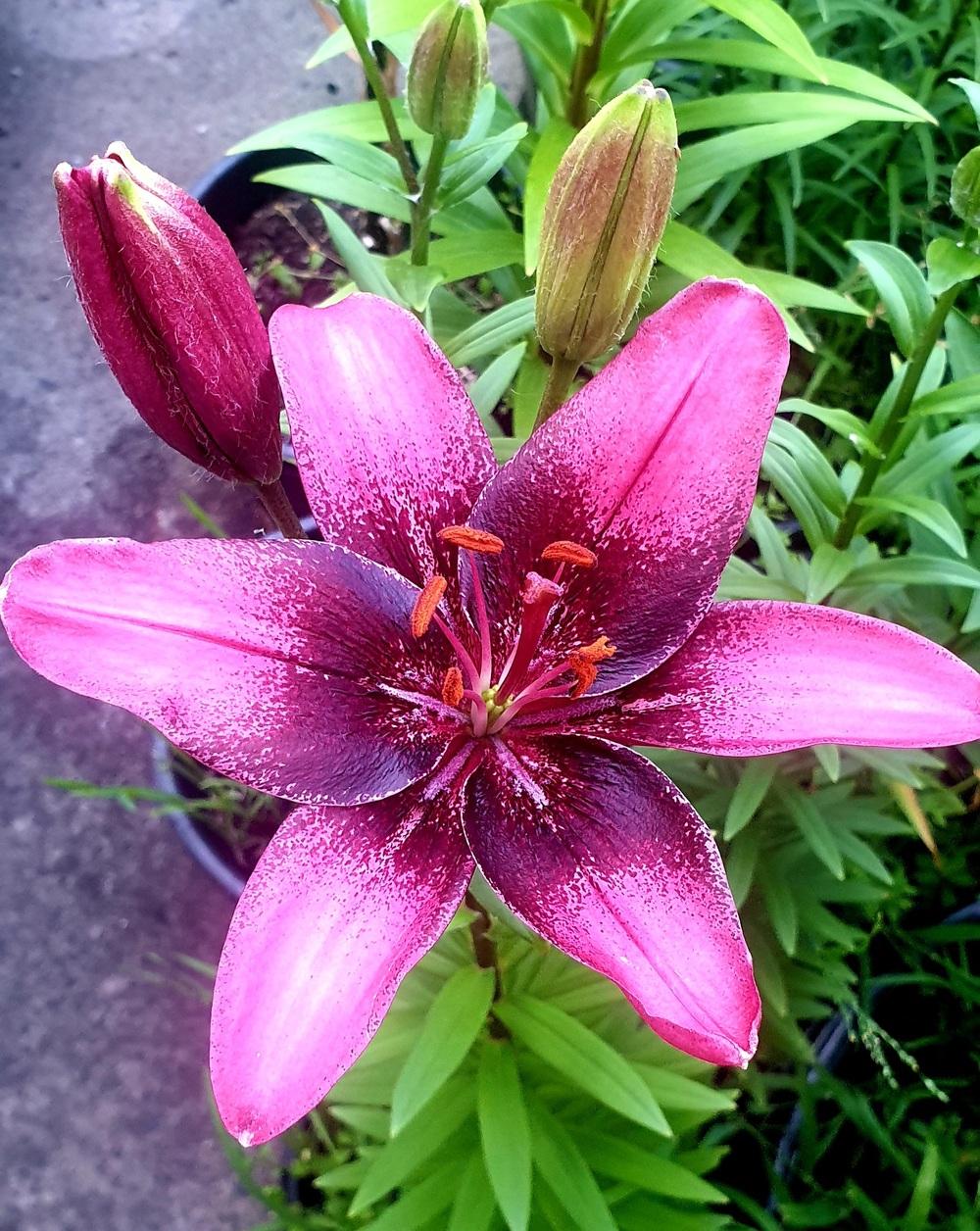 Purple Dream Asiatic Lily