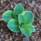 Lucky Mouse Hosta Plant