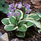 Lucky Mouse Hosta Plant