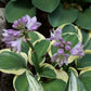 Lucky Mouse Hosta Plant