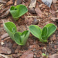 Lucky Mouse Hosta Plant