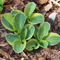 Lucky Mouse Hosta Plant
