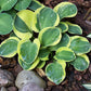 Lucky Mouse Hosta Plant