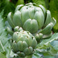 Imperial Star Organic Artichoke Seeds online shopping