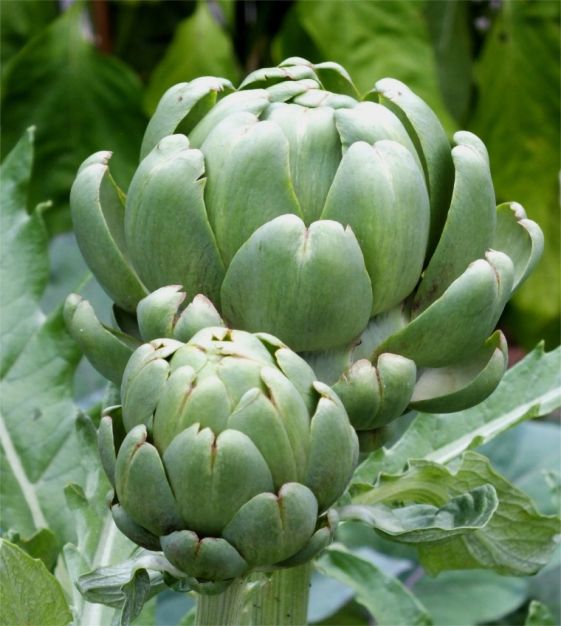 Imperial Star Organic Artichoke Seeds online shopping