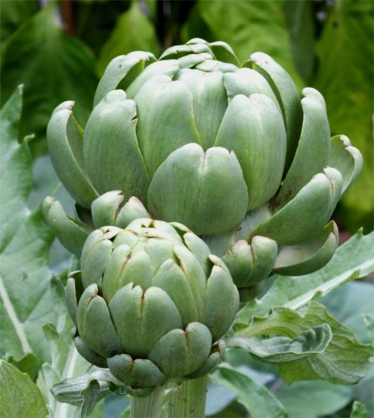 Imperial Star Organic Artichoke Seeds online shopping