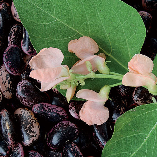 Sunset Runner Bean Seeds online shopping
