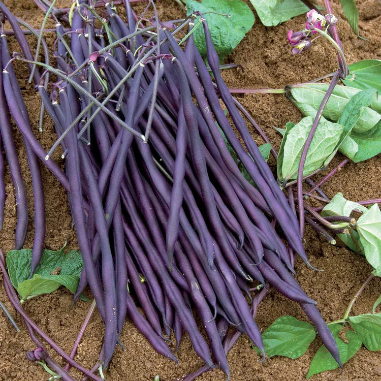 Carminat Bean Seeds online shopping