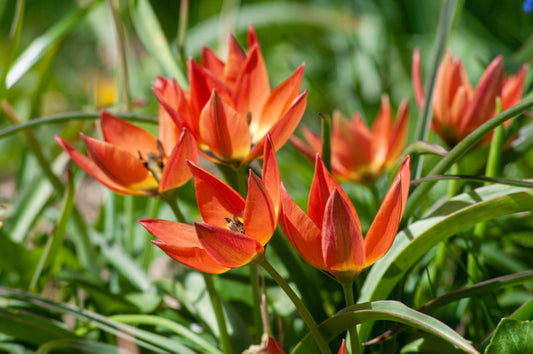 Little Princess Tulip Bulbs