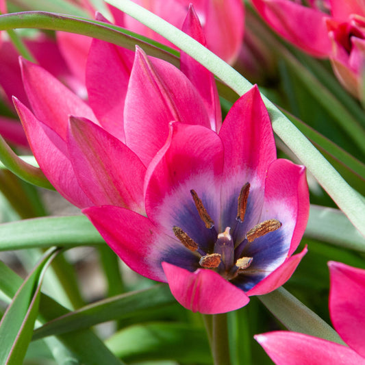 Little Beauty Tulip Bulbs