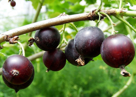 Ribes x Nidigrolaria Jostaberry Plant