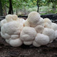 Lion's Mane Mushroom - Champignon de la Crinière du Lion