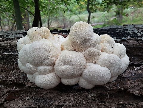 Lion's Mane Mushroom - Champignon de la Crinière du Lion