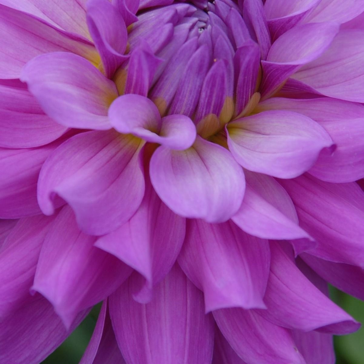 Bluetiful Dahlia
